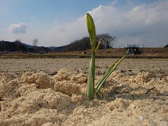 蕾がついています！！