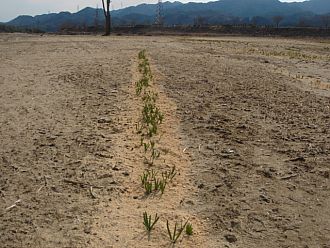 なぜか一列になって残りました