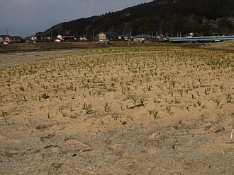新たに整備された約１万球のスイセンの花壇