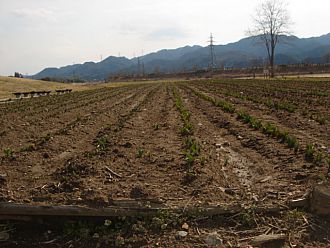 チューリップの花壇もありますよ～