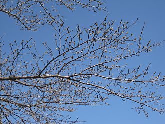 やっとこ蕾がついたところ