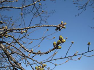 こちらもまだまだ･･･