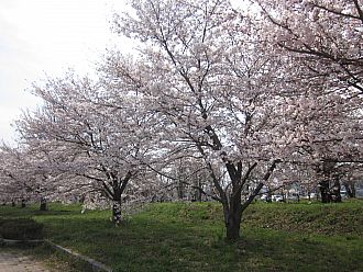 2011年4月15日はこうでした✿