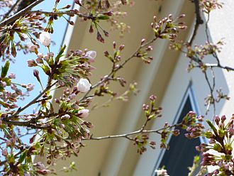 鶴ヶ城会館道向かい 税務署の『ソメイヨシノ』