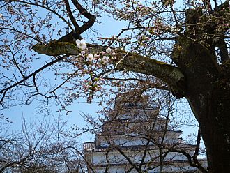 鶴ヶ城公園内にも発見！！！