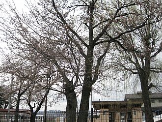 古舘公園も咲き始めてました♪