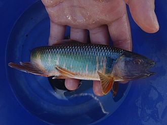 オイカワ（オス婚姻色）げっと！