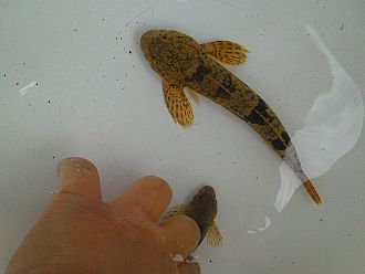 ついにゲット！カジカさんたちだよ