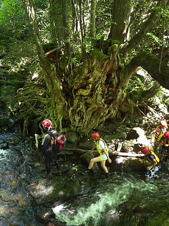 奇形樹を横目に遡る