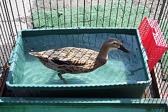 おしゃべり係のこっこちゃんです