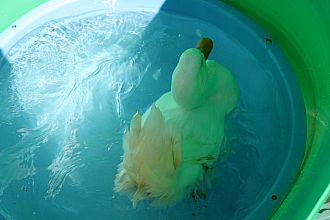 ファンファン大佐