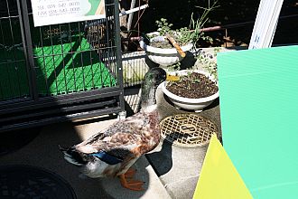 おっちょこちょいのチビ太郎