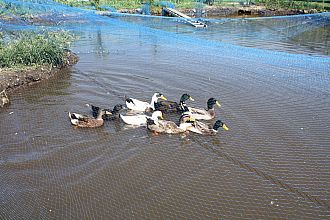 ハート池のまるせいアイガモ隊