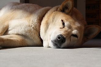 暑くて・・・サボってるぴいこ店長