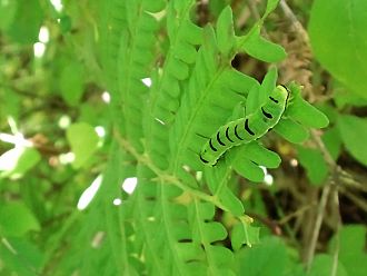 発見!マダラツマキリヨトウ