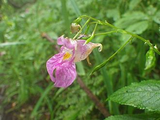 タネが熟すとハジケル、ツリフネソウ