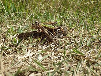 ゴミかと思って近寄ってみたらバッタ産卵中でした（失礼！）