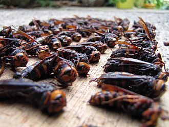 兵馬俑の蜂バージョン