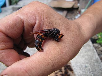 先日のイメージ