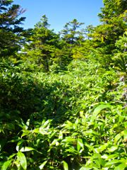 ただの藪に見えますが登山道です