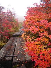 田代山湿原にて。いい色です