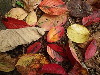 オオヤマザクラの紅葉（落ち葉）が林床を彩る