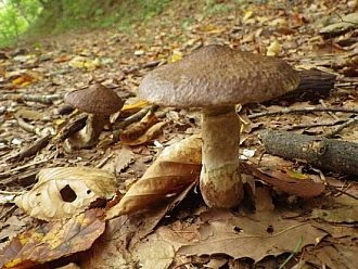 キノコも秋の彩り