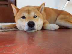 もくもくのアイドル、イッポくん