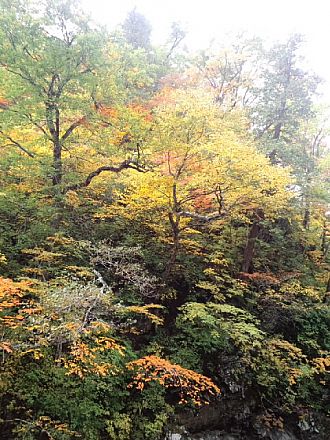 中津川の紅葉、２