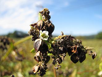 新そばの季節になりました