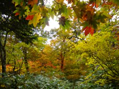 幕川温泉に下る途中