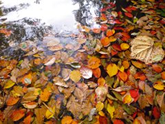 湖に浮かぶ落ち葉