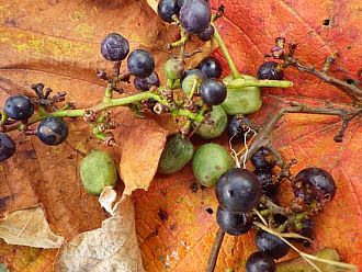 見つける喜び（ヤマブドウ、サルナシ）