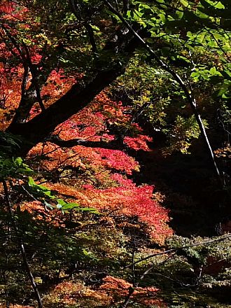 今年は赤が美しい