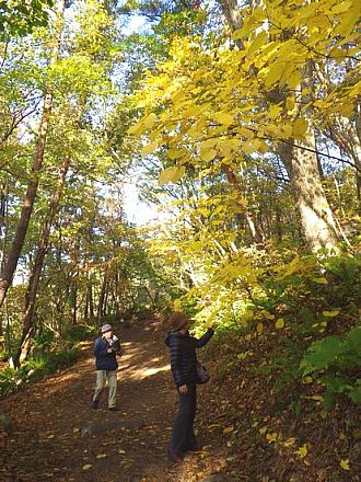 ヒトツバカエデの鮮やかな黄色も見頃です
