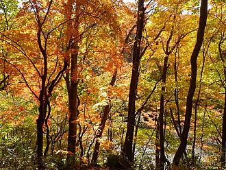 日差しを浴びて紅葉輝く瞬間