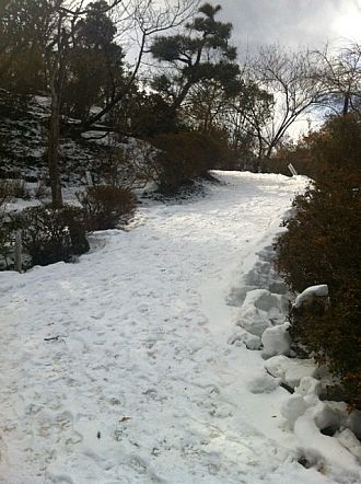 花見山の積雪
