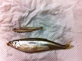 もはやワカサギではなくシシャモですｗ