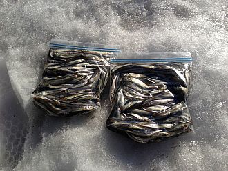 これだけ良型が釣れれば最高ですね(*^_^*)