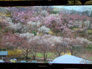 現在の花見山（4月3日）