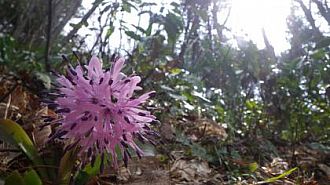 ショウジョウバカマ