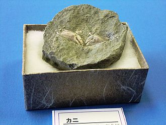 こんなにバッチリのカニさんは珍しい!