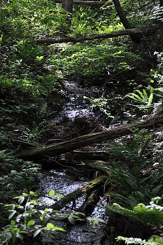 マイナスイオンたっぷりの森