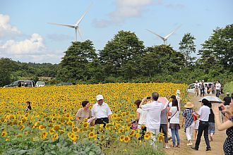 みんなでヒマワリを咲かせましょう