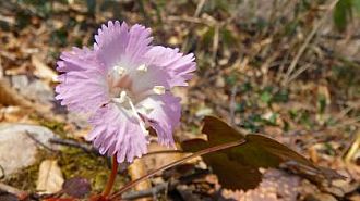 春先はイワウチワが癒してくれます。