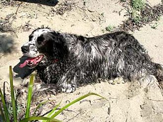 相棒のアンディー