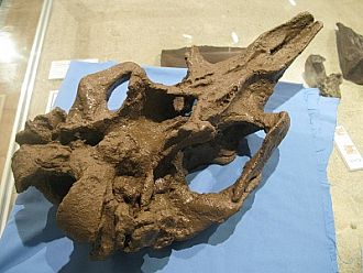 アイズタカサトカイギュウの頭骨