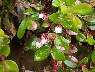 赤と白が可愛らしいアカモノ