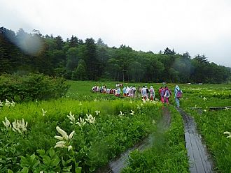 コバイケイソウが新緑に映えます