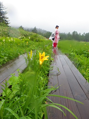 ニッコウキスゲも開花しはじめています